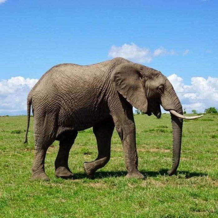 Amboseli 7