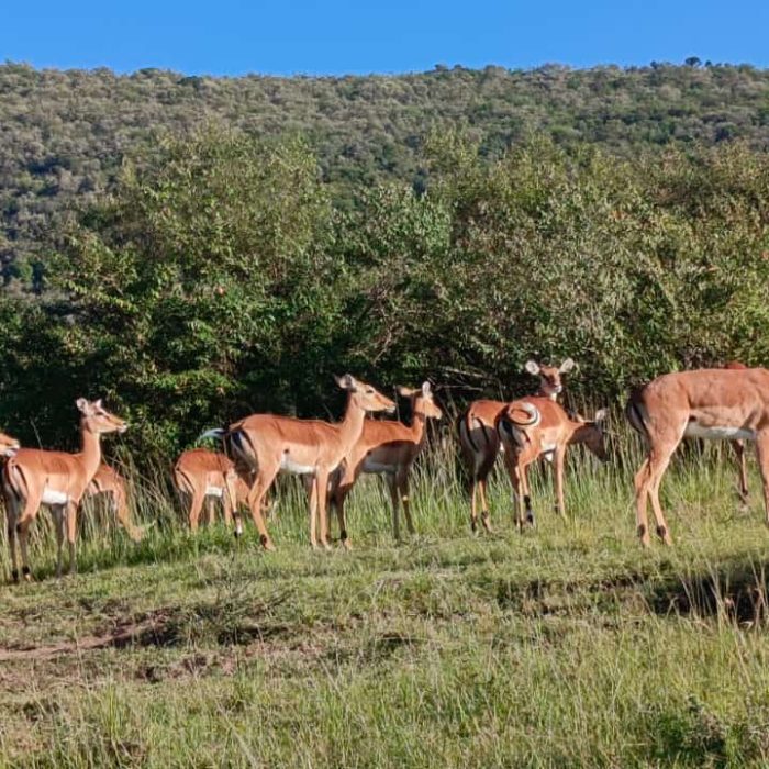 WhatsApp Image 2025-06-09 at 11.19.26 AM