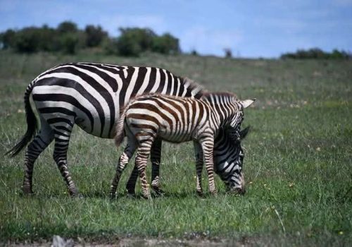 WhatsApp Image 2025-06-09 at 9.54.21 AM