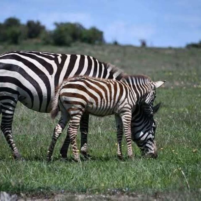 WhatsApp Image 2025-06-09 at 9.54.21 AM