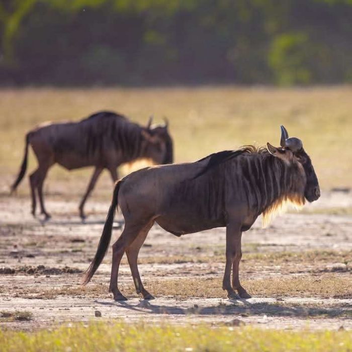 WhatsApp Image 2025-06-09 at 9.54.23 AM